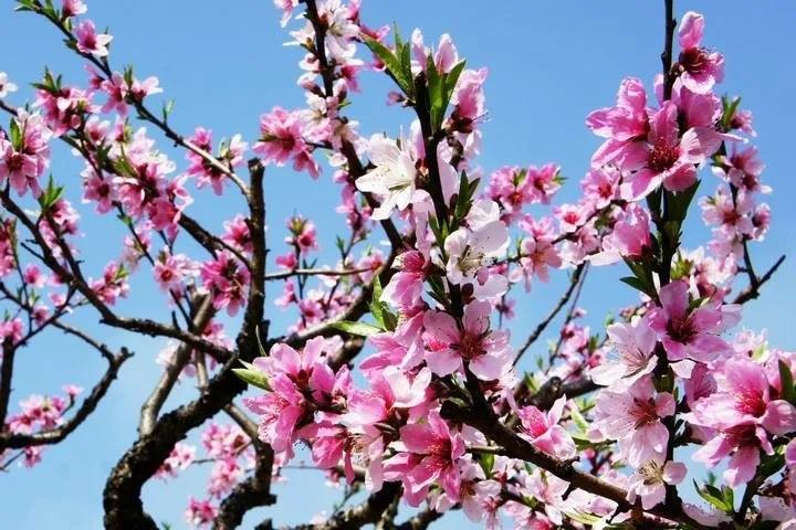 2020年三八妇女节，荔枝视频色版不一样！