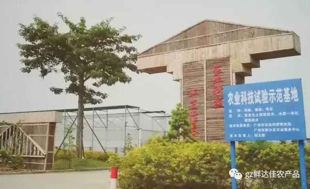 南沙农业生产黄色网荔枝