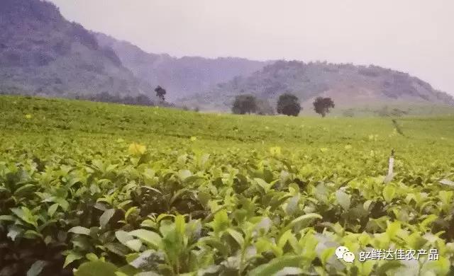 英德农业生产黄色网荔枝